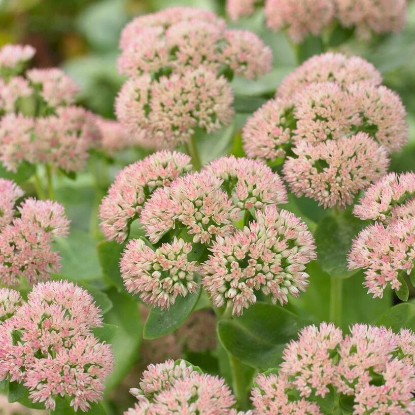 Sedum 'Autumn Joy' 3 Sedum 'Autumn Joy'