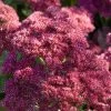 Sedum 'Rose Carpet' -Roots Plants PB0645 1