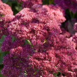 Sedum 'Rose Carpet'