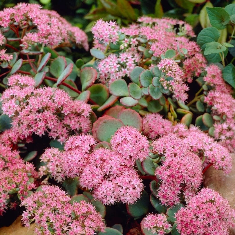 Sedum 'Rose Carpet' 4 Sedum 'Rose Carpet' - Image 2