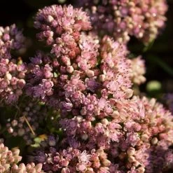 Sedum 'Sunsparkler Lime Zinger' -Roots Plants PB0647 3
