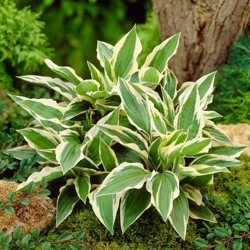 Hosta 'Patriot' 5 Hosta 'Patriot' - Image 3