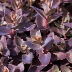 Sedum 'Chocolate Cherry' -Roots Plants PB0735 1