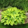 Hosta 'Velvet Moon' -Roots Plants PB0778 1
