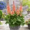 Lupin West Country Salmon Star -Roots Plants PB0810 1