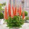 Lupin West Country Terracotta -Roots Plants PB0811 1