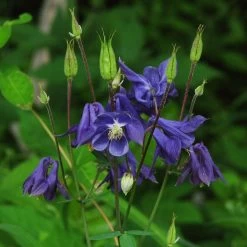 Aquilegia Barlow Blue -Roots Plants PB0831 1
