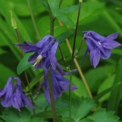 Aquilegia Barlow Blue -Roots Plants PB0831 2