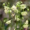 Aquilegia Barlow White -Roots Plants PB0834 1