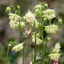 Aquilegia Barlow White