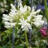 Agapanthus Bridal Bouquet -Roots Plants PB0864 1