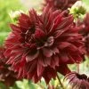 Dahlia 'Black Touch' -Roots Plants PB1921 1
