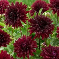 Dahlia 'Black Touch' -Roots Plants PB1921 2