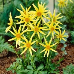 Dahlia 'Honka Yellow' -Roots Plants PB1940 2