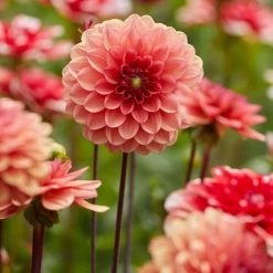 Dahlia 'Orange Girl'