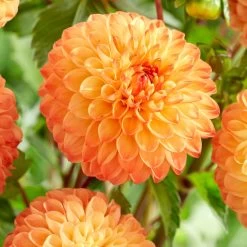 Dahlia 'Souvenir D'Ete' -Roots Plants PB1972 2