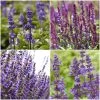 Spectacular Salvia Collection 1 Spectacular Salvia Collection -Roots Plants PBCOL10 1