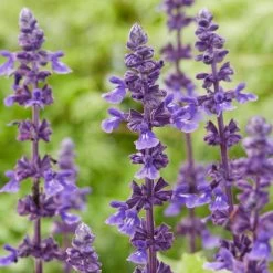 Spectacular Salvia Collection 12 Spectacular Salvia Collection -Roots Plants PBCOL10 5