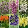 Best Tall Flowers | Perennials For Colour And Height 1 Best Tall Flowers | Perennials For Colour And Height -Roots Plants PBCOL49 1