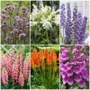 Top Tall Perennials | Plants For Height And Structure -Roots Plants PBCOL50 1