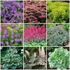 Best Ground Cover Plants | A Carpet Of Flowers 2 Best Ground Cover Plants | A Carpet Of Flowers -Roots Plants PBCOL51 1