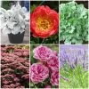 Sensory Garden Plants | Tactile, Bright & Fragrant -Roots Plants PBCOL55 1