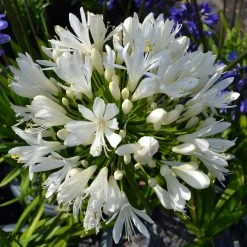 Stately Agapanthus Collection -Roots Plants PBO442 1 22713639 7afc 4ce6 b147 454abe74de37