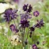 Aquilegia 'Black Barlow' -Roots Plants PBO455 1