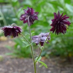 Aquilegia 'Black Barlow' -Roots Plants PBO455 5