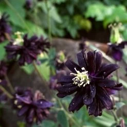 Aquilegia 'Black Barlow' -Roots Plants PBO455 6