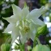 Aquilegia 'Green Apples' -Roots Plants PBO457 1