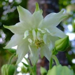 Aquilegia 'Green Apples'