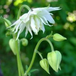 Aquilegia 'Green Apples' -Roots Plants PBO457 4