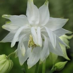 Aquilegia 'Green Apples' -Roots Plants PBO457 6