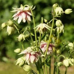 Aquilegia 'Nora Barlow' 9 Aquilegia 'Nora Barlow' -Roots Plants PBO459 4