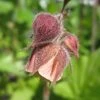 Geum Rivale | Water Avens -Roots Plants PON056 1