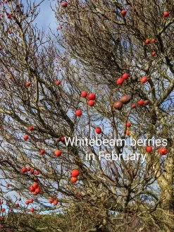 Whitebeam Tree | Sorbus Aria 'Lutescens' -Roots Plants PXL 20210210 091742170.MP 3