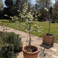 Egremont Russet Apple Tree Dwarfing Rootstock -Roots Plants PXL 20210424 130844355