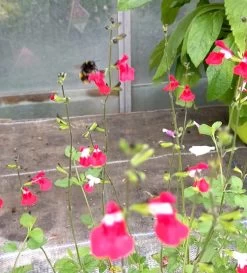 Salvia 'Hot Lips' -Roots Plants PXL 20210731 110958776 exported 1666