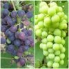 Patio Grape Vines Collection -Roots Plants PatioGrapes 3222fc9c ded9 4648 9149 dc0a277ae002