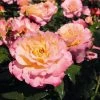 'Perfect Harmony' Hybrid Tea Rose -Roots Plants Perfect Harmony 1