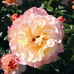'Perfect Harmony' Hybrid Tea Rose -Roots Plants Perfect Harmony 2
