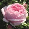 'Pink Martini' Hybrid Tea Rose 1 'Pink Martini' Hybrid Tea Rose -Roots Plants Pink Martini