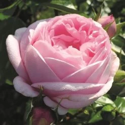 'Pink Martini' Hybrid Tea Rose