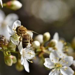 Merryweather Damson Tree 11 Merryweather Damson Tree -Roots Plants Plum add2 039ed294 5b40 4a4d 8bad 336c67c7a0f4