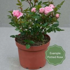 'Open Arms' Climbing Rose 5 'Open Arms' Climbing Rose -Roots Plants Potted rose example 1e0c7cba 3f96 48cb 9e37 8709cd56178d