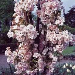 Flagpole Cherry Blossom Tree | Prunus Amanogawa -Roots Plants PrunusAmanogawaG2001