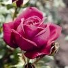 'Pure Poetry' Hybrid Tea Rose -Roots Plants Pure Poetry