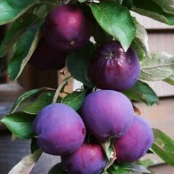 'Purple Haze' Columnar Patio Apple Tree -Roots Plants PurpleHaze 3