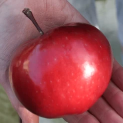 'Purple Haze' Columnar Patio Apple Tree -Roots Plants PurpleHaze 6